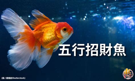 招財風水魚